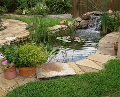 Hồ cá koi ngoài trời chị Sáu