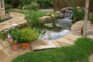 Hồ cá koi ngoài trời chị Sáu