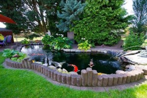 Thiết kế hồ cá koi sân vườn